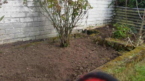 hedge trimming,bangor,newtownards,belfast