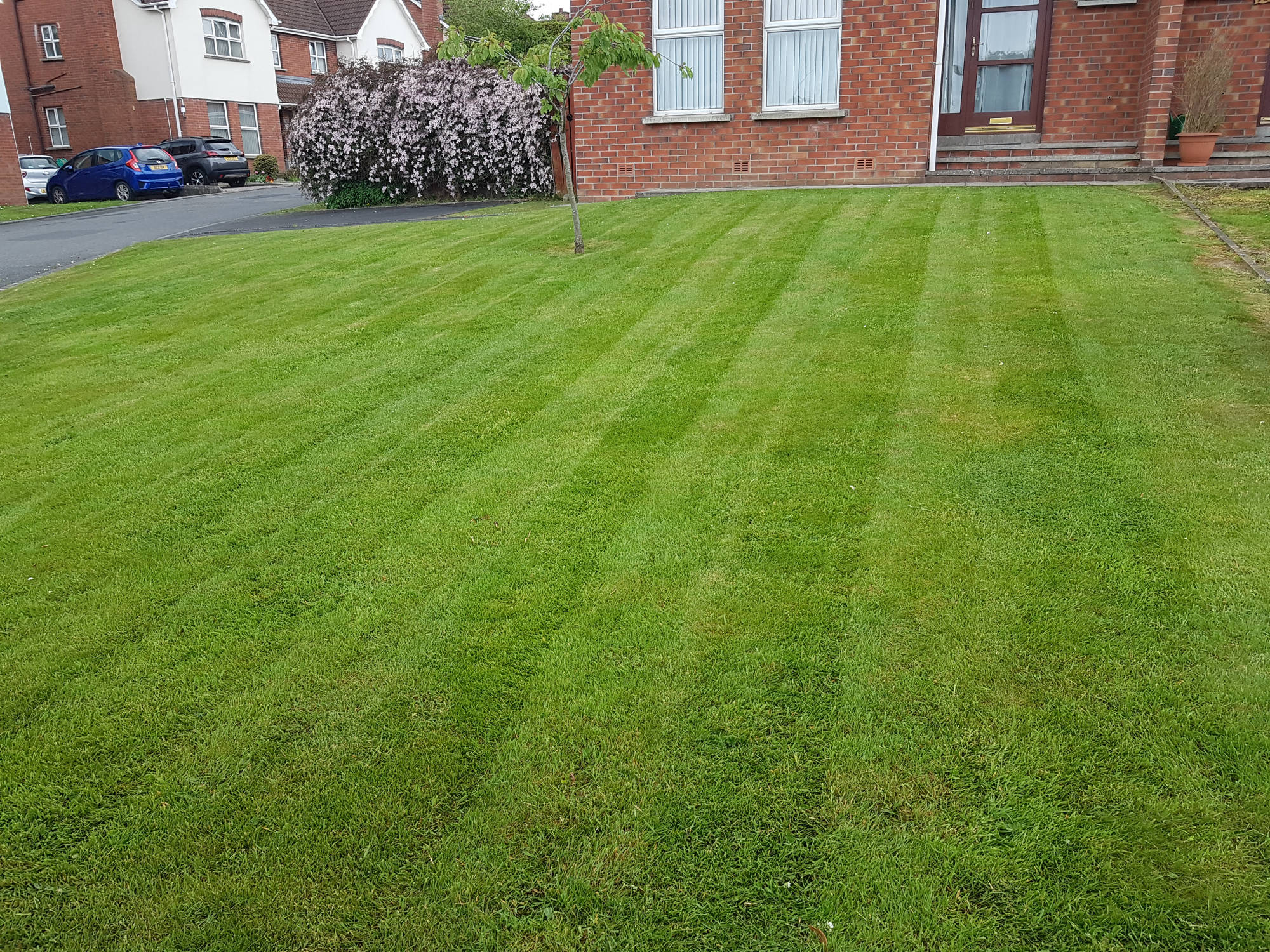 grass cutting,lawn mowing,professional lawn service,professional grass