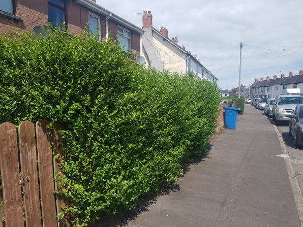 Hedge trimming,bangor,newtownards