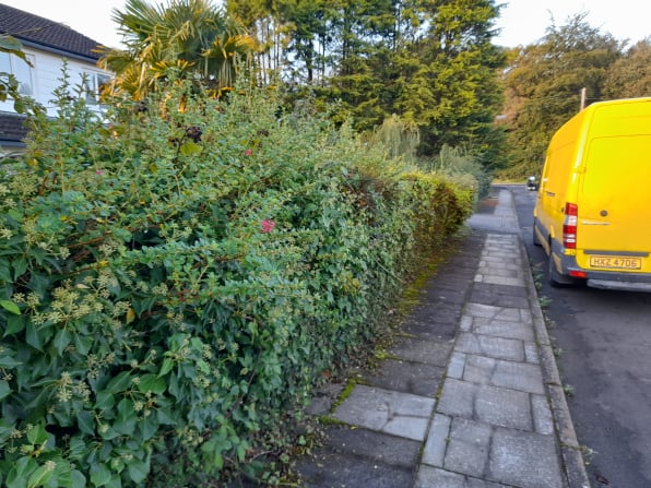 hedge trimming,bangor,newtownards,belfast