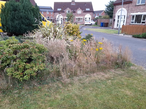 hedge trimming,bangor,newtownards,belfast