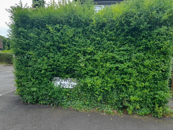 hedge trimming bangor newtownards