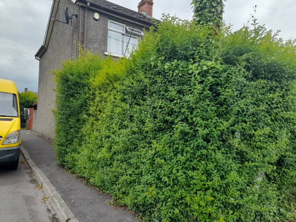 hedge trimming,bangor,newtownards,belfast