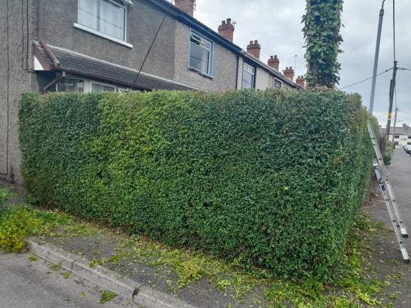 hedge trimming,bangor,newtownards,belfast