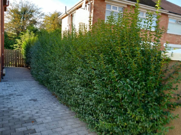 hedge trimming bangor,newtownards,belfast