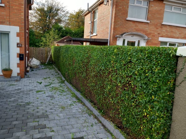 hedge trimming,bangor,newtownards,belfast