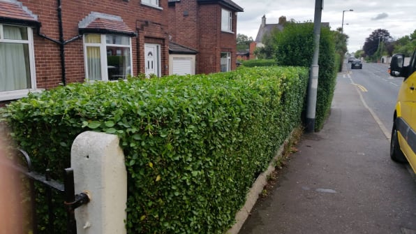 hedge trimming,bangor,newtownards,belfast